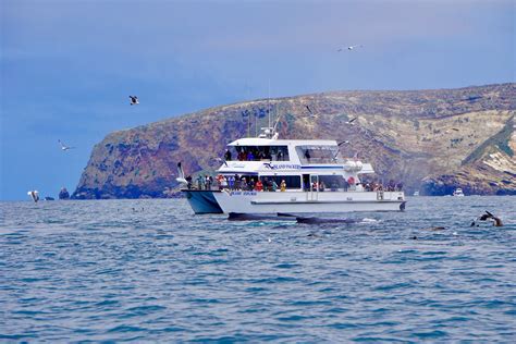 island packers whale watching|island packers oxnard ca.